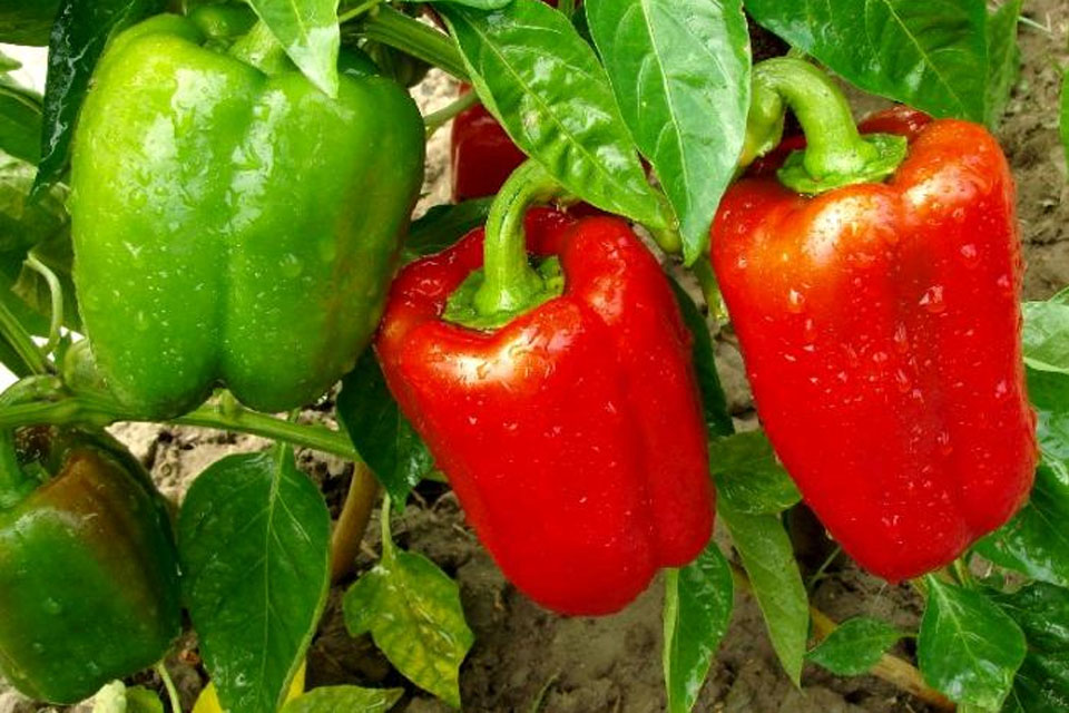 <p>FLEAUX : Les vers fil de fer , L'acarien jaune , Les carences , Les accidents climatiques et physiologiques , La mineuse de la tomate '(Tuta absoluta) , l'oidium de la tomate , Les thrips de la tomate , Les aleurodes de la tomate , Les pucerons de la tomate Deux cultures solanées largement cultivées en Algérie et consommées en frais ou après transformation (Harissa, Paprika).</p>